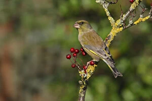 Images Dated 26th February 2010: Male Greenfinch (Carduelis chloris) perching on Hawthorn, Cheshire, UK, October