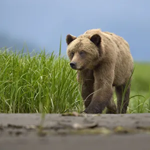 Male Grizzly bear (Ursus arctos horribilis), Khutzeymateen Grizzly Bear Sanctuary Male Grizzly bear (Ursus arctos horribilis), Khutzeymateen Grizzly Bear Sanctuary