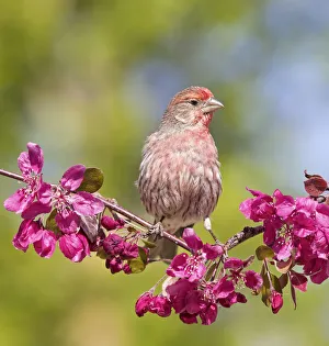 Male House finch (Carpodacus mexicanus) perching on profusion crabapple branch with blooms Male House finch (Carpodacus mexicanus) perching on profusion crabapple branch with blooms