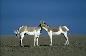 Two male Indian Wild Asses (Equus hemionus khur), looking like they share a single head Two male Indian Wild Asses (Equus hemionus khur), looking like they share a single head