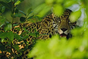 Male Jaguar through vegetation {Panthera onca} captive Pantanal, Brazil Male Jaguar through vegetation {Panthera onca} captive Pantanal, Brazil