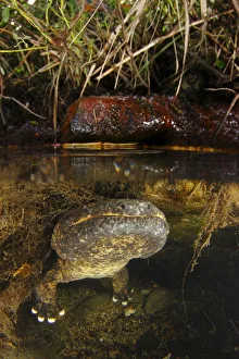 Male Japanese giant salamander (Andria japonicus) emerging from a nest hole in order to breathe