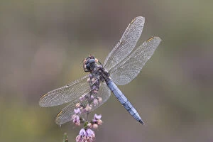 Images Dated 22nd August 2006: Male Keeled skimmer (Orthetrum coerulescens) in flight, Holt Lows CP, Norfolk, England