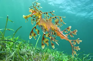 S Gallery: Seahorse Collection