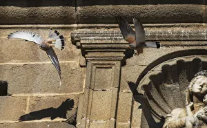 Two male Lesser kestrels (Falco naumanni) in pursuit flight, one driving off the Two male Lesser kestrels (Falco naumanni) in pursuit flight, one driving off the