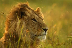 Images Dated 13th May 2003: Male Lion head portrait, resting in long grass {Panthera leo} Masai Mara, Kenya, Africa