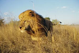 Images Dated 20th May 2004: Male Lion running through grass {Panthera leo} Masai Mara, Kenya