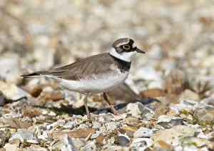 Male Little ringed plover (Charadrius dubius) on the edge of a freshwater gravel pit Male Little ringed plover (Charadrius dubius) on the edge of a freshwater gravel pit