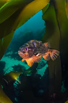 Male Lumpsucker (Cyclopterus lumpus) swimming through Kelp forest (Laminaria hyperborea) Male Lumpsucker (Cyclopterus lumpus) swimming through Kelp forest (Laminaria hyperborea)