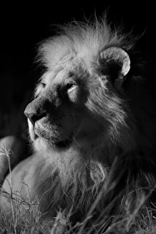 Male Marsh pride lion (Panthera leo) on a moonless night, Masai Mara, Kenya Male Marsh pride lion (Panthera leo) on a moonless night, Masai Mara, Kenya
