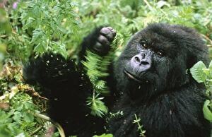 Images Dated 5th September 2005: Male Mountain gorilla (Gorilla beringei) eating vegetation, Rwanda, Central Africa