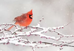 Northern Cardinal Gallery: Male Northern cardinal (Cardinalis cardinalis), in breeding plumage