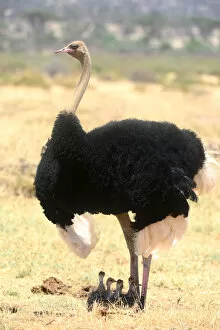 Images Dated 18th January 2014: Male Ostrich (Struthio camelus) protecting chicks from the sun with its wings, Samburu
