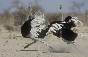 Two male Ostriches (Struthio camelus) running during dispute, Etosha NP, Namibia Two male Ostriches (Struthio camelus) running during dispute, Etosha NP, Namibia