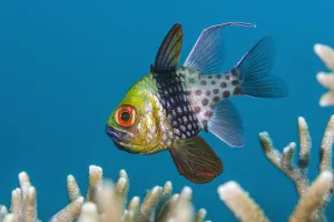 A male pajama cardinalfish (Sphaeramia nematoptera) incubating eggs in his mouth A male pajama cardinalfish (Sphaeramia nematoptera) incubating eggs in his mouth
