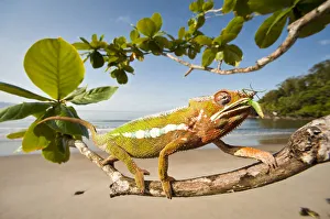 Male Panther Chameleon (Furcifer pardalis) feeding on Preying mantis in beach side Male Panther Chameleon (Furcifer pardalis) feeding on Preying mantis in beach side