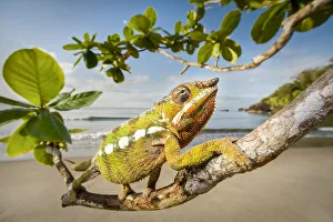 Male Panther Chameleon (Furcifer pardalis) stalking prey in beach side vegetation Male Panther Chameleon (Furcifer pardalis) stalking prey in beach side vegetation