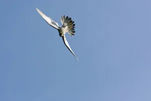 Male Peregrine Falcon {Falco peregrinus} swerving in flight, start of swoop, captive Male Peregrine Falcon {Falco peregrinus} swerving in flight, start of swoop, captive