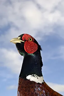 Male Pheasant (Phasianus colchicus) portrait during the breeding season, Derbyshire Male Pheasant (Phasianus colchicus) portrait during the breeding season, Derbyshire
