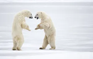Two male Polar bears (Ursus maritimus) standing on hind legs, sparring, Churchill, Canada. November Two male Polar bears (Ursus maritimus) standing on hind legs, sparring, Churchill, Canada. November