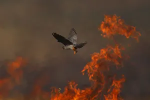 Images Dated 11th July 2009: Male Red footed falcon (Falco vespertinus) hunting over burning steppe fields, Bagerova Steppe