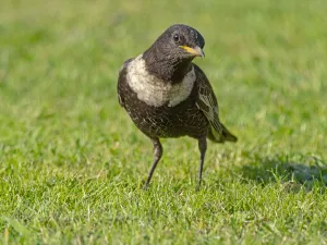 Male Ring ouzel (Turdus torquatus) standing on a garden lawn, Norfolk, UK. April Male Ring ouzel (Turdus torquatus) standing on a garden lawn, Norfolk, UK. April