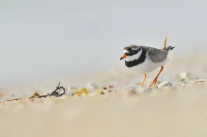 Male Ringed plover (Charadrius hiaticula) on beach, Outer Hebrides, Scotland, UK, June Male Ringed plover (Charadrius hiaticula) on beach, Outer Hebrides, Scotland, UK, June