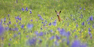 Male Roe deer (Capreolus capreolus) in flower meadow with Siberian irises (Iris sibirica) Male Roe deer (Capreolus capreolus) in flower meadow with Siberian irises (Iris sibirica)
