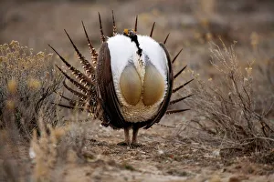 Male Sage Grouse {Centrocercus urphasianus} courtship display, Baggs, Wyoming, USA Male Sage Grouse {Centrocercus urphasianus} courtship display, Baggs, Wyoming, USA