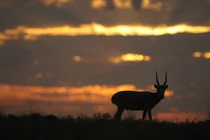 Male Saiga antelope (Saiga tatarica) silhouetted, Cherniye Zemli (Black Earth Male Saiga antelope (Saiga tatarica) silhouetted, Cherniye Zemli (Black Earth