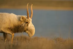 Even Toed Ungulates Collection: Male Saiga antelope (Saiga tatarica) in winter, The Black Lands National Park