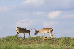 Two male Saiga antelopes (Saiga tatarica) Cherniye Zemli (Black Earth) Nature Reserve
