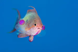 Male Scalefin anthias (Pseudanthias squamipinnis) swimming in open water, Ras Katy Male Scalefin anthias (Pseudanthias squamipinnis) swimming in open water, Ras Katy