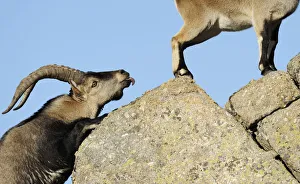 Male Spanish ibex (Capra pyrenaica) scenting air behind female with tongue Male Spanish ibex (Capra pyrenaica) scenting air behind female with tongue