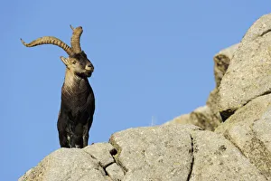 Male Spanish ibex (Capra pyrenaica) on rocks, Sierra de Gredos, Spain, November 2008 Male Spanish ibex (Capra pyrenaica) on rocks, Sierra de Gredos, Spain, November 2008