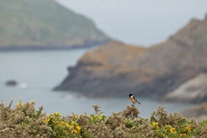 Muscicapidae Gallery: Male Stonechat (Saxicola rubicola), Pembrokeshire, Wales, UK, May