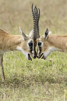 Two male Thomsons gazelles (Eudorcas thomsonii) fighting, Masai-Mara game reserve Two male Thomsons gazelles (Eudorcas thomsonii) fighting, Masai-Mara game reserve