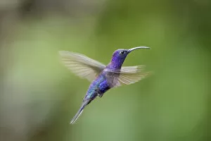 Trochilidae Collection: Male Violet Sabrewing (Campylopterus hemileucurus) hovering / in flight sequence