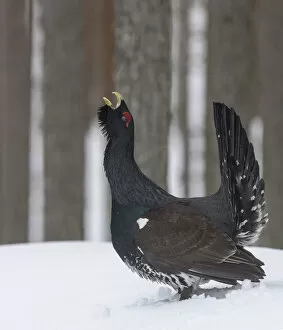 Male Western capercaillie (Tetrao urogallus) calling during lek mating, Finland. March