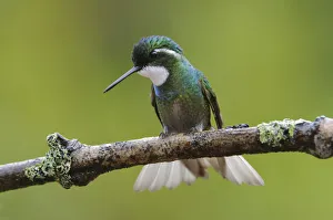 Male White-throated Mountain Gem (Lampornis castaneoventris) Male White-throated Mountain Gem (Lampornis castaneoventris)