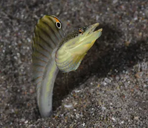 Male Yellowface pike-blenny (Chaenopsis limbaughi), living in abandoned tubeworm holes in sand Male Yellowface pike-blenny (Chaenopsis limbaughi), living in abandoned tubeworm holes in sand
