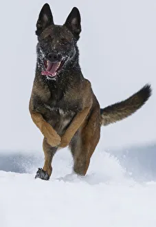 A Malinois / Belgian Shepherd police dog Mia owned by German police officer A Malinois / Belgian Shepherd police dog Mia owned by German police officer