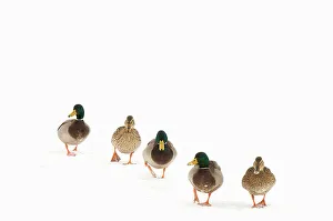 Five Mallard (Anas platyrhynchos) walking in a line across snow. Three males and two females Five Mallard (Anas platyrhynchos) walking in a line across snow. Three males and two females