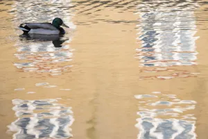 Mallard duck (Anas platyrhynchos) drake swimming through reflection of house, Bude canal Mallard duck (Anas platyrhynchos) drake swimming through reflection of house, Bude canal