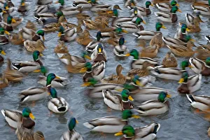 Mallard ducks (Anas platyrhynchos) large group feeding, motion blur image, Southern Norway Mallard ducks (Anas platyrhynchos) large group feeding, motion blur image, Southern Norway