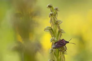 Man orchid (Orchis anthropophora) in flower with an insect on it, Gargano National Park Man orchid (Orchis anthropophora) in flower with an insect on it, Gargano National Park