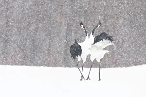 Manchurian crane (Grus japonensis) pair in courtship dance during snowstorm Manchurian crane (Grus japonensis) pair in courtship dance during snowstorm