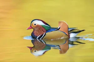 Mandarin duck (Aix galericulata) male swimming with autumn colours reflected in the water Mandarin duck (Aix galericulata) male swimming with autumn colours reflected in the water
