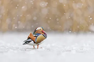 Mandarin duck (Aix galericulata) drake standing on frozen pond during snowstorm Mandarin duck (Aix galericulata) drake standing on frozen pond during snowstorm