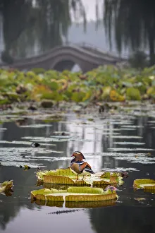 Mandarin duck (Aix galericulata) on lilypad, Yuyuantan Park, Beijing, China Mandarin duck (Aix galericulata) on lilypad, Yuyuantan Park, Beijing, China